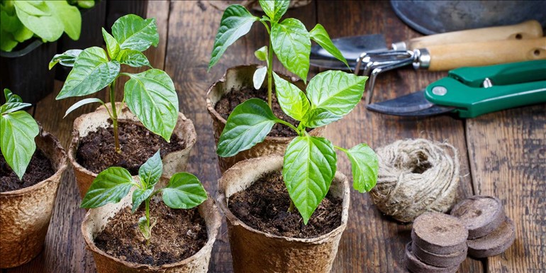 AdobeStock_190916223_1920x960