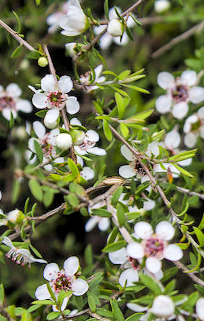 manuka-tree__07730